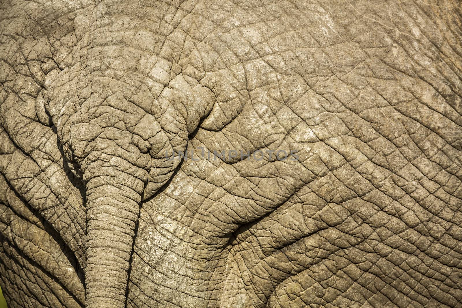 African bush elephant in Kruger National park, South Africa by PACOCOMO