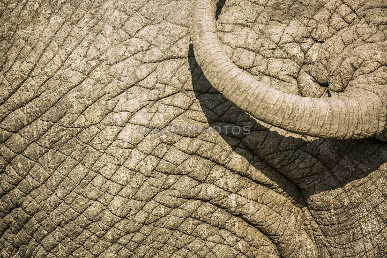 African bush elephant in Kruger National park, South Africa by PACOCOMO