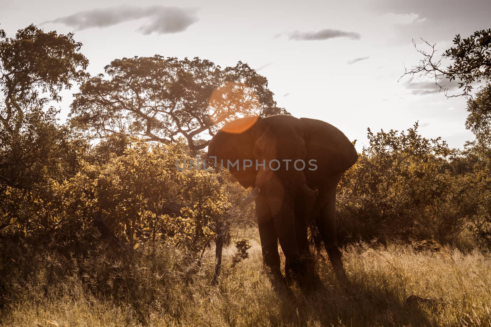 African bush elephant in Kruger National park, South Africa by PACOCOMO