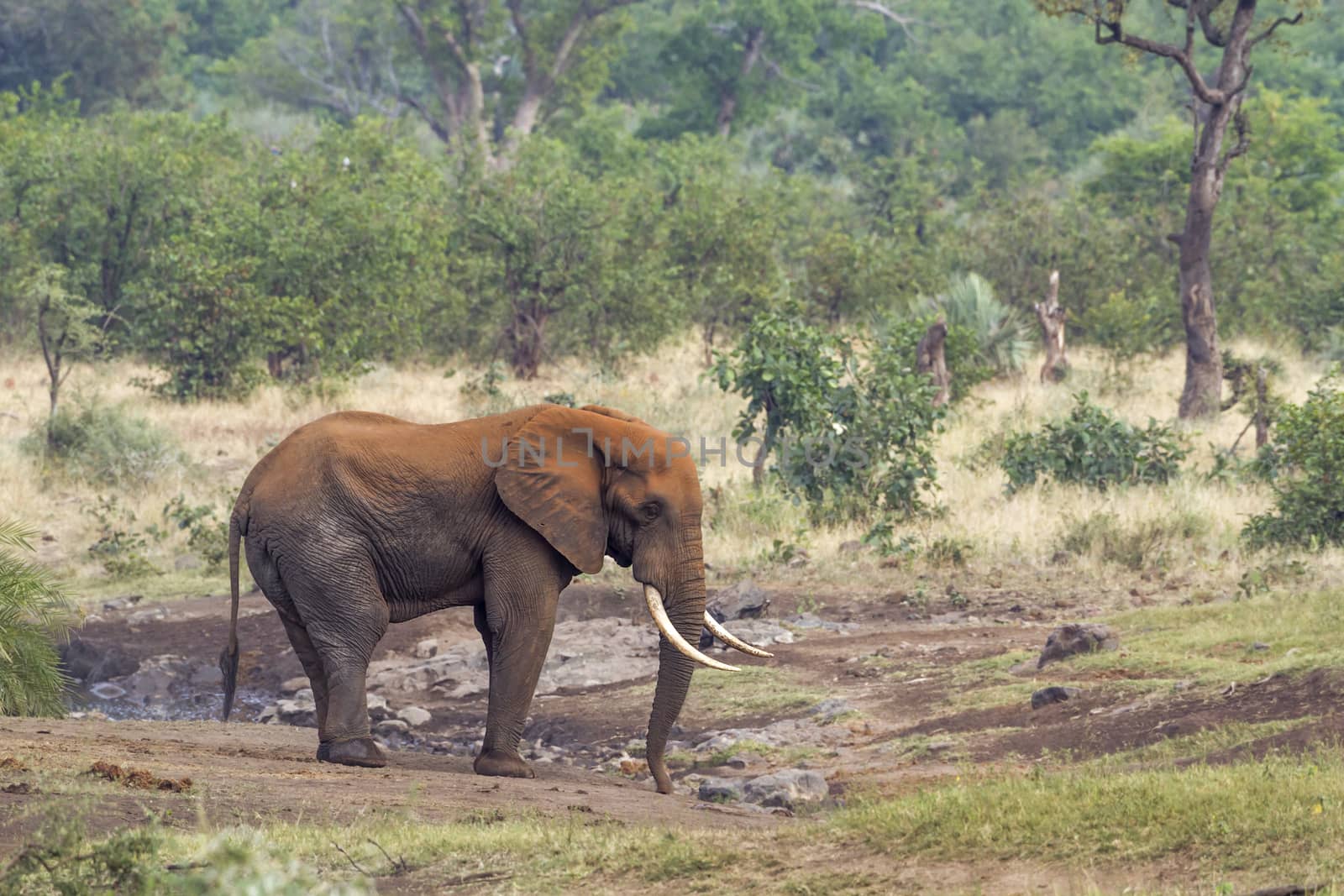 African bush elephant in Kruger National park, South Africa by PACOCOMO