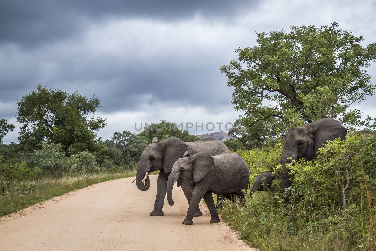 Small group of African bush elephant crossing safari gravel road in Kruger National park, South Africa ; Specie Loxodonta africana family of Elephantidae