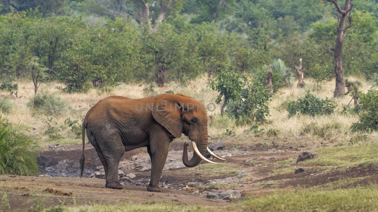 African bush elephant in Kruger National park, South Africa by PACOCOMO