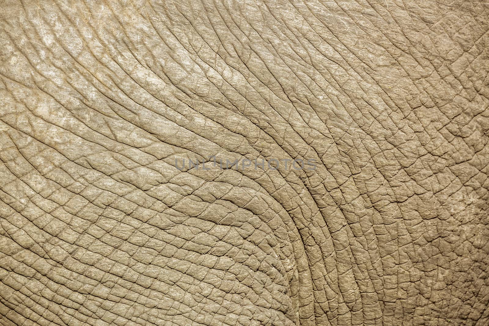 Close up of African bush elephant skin in Kruger National park, South Africa ; Specie Loxodonta africana family of Elephantidae