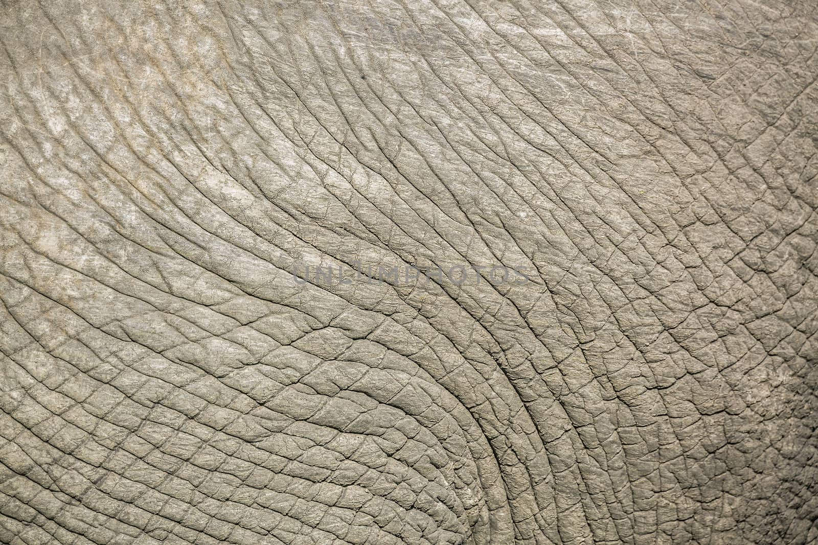 Close up of African bush elephant skin in Kruger National park, South Africa ; Specie Loxodonta africana family of Elephantidae