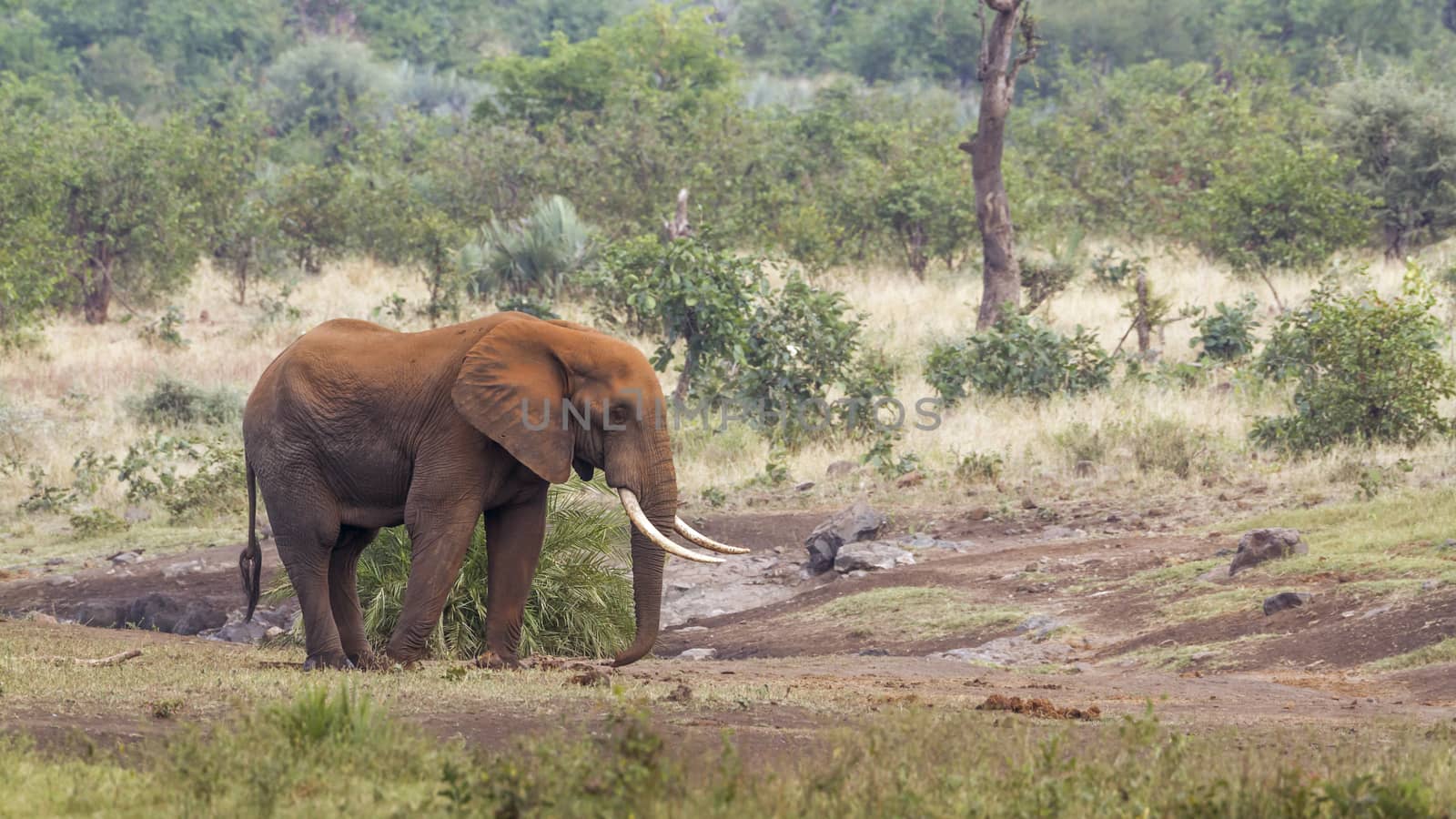 African bush elephant with long tusk and red dirt skin in Kruger National park, South Africa ; Specie Loxodonta africana family of Elephantidae