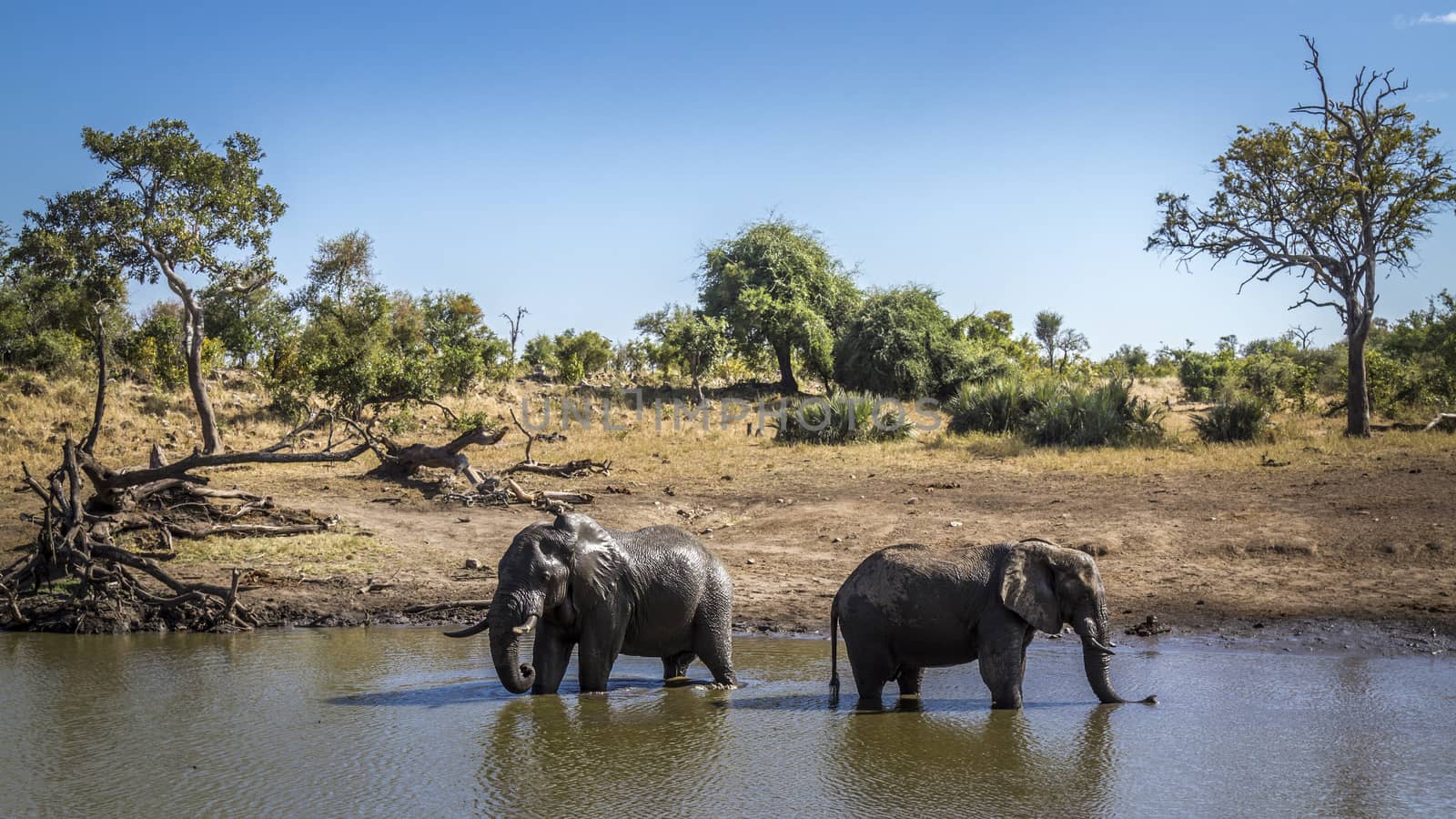 African bush elephant in Kruger National park, South Africa by PACOCOMO