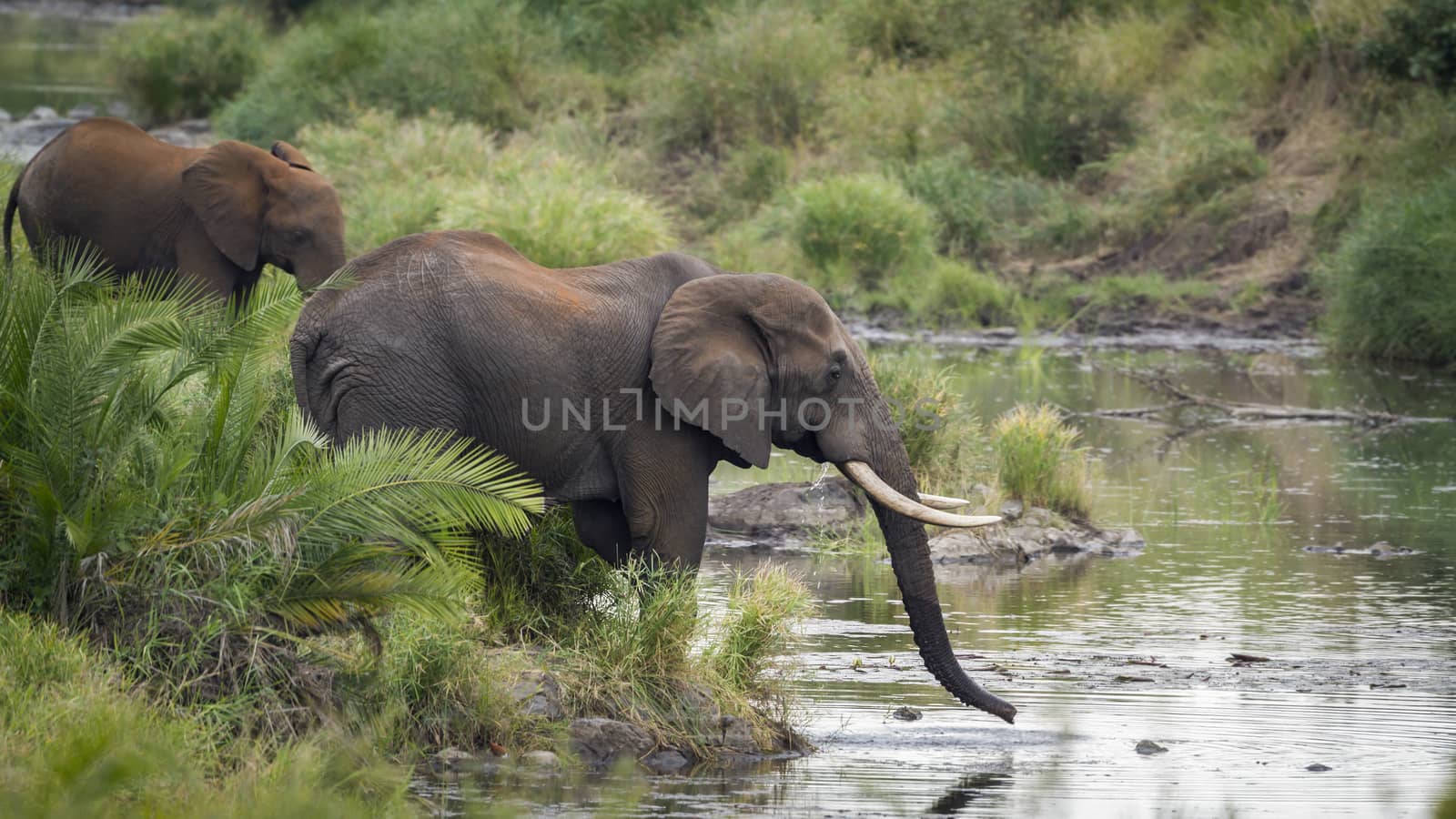 African bush elephant in Kruger National park, South Africa by PACOCOMO