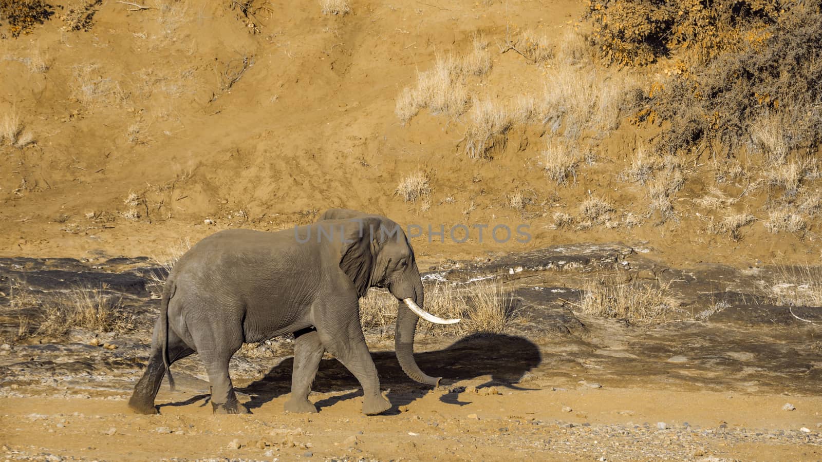 African bush elephant walking on riverbank sand in Kruger National park, South Africa ; Specie Loxodonta africana family of Elephantidae