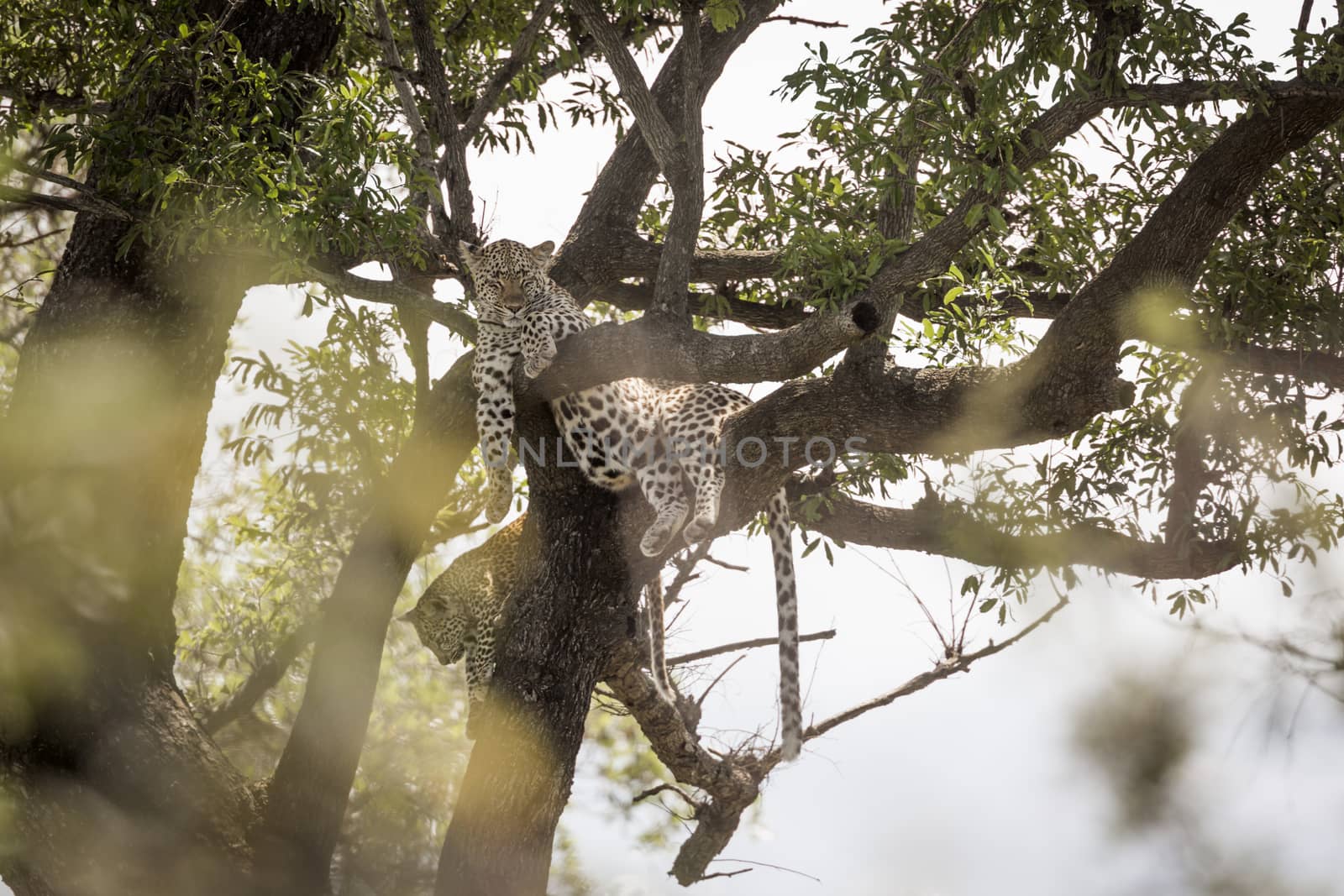 Leopard in Kruger National park, South Africa by PACOCOMO