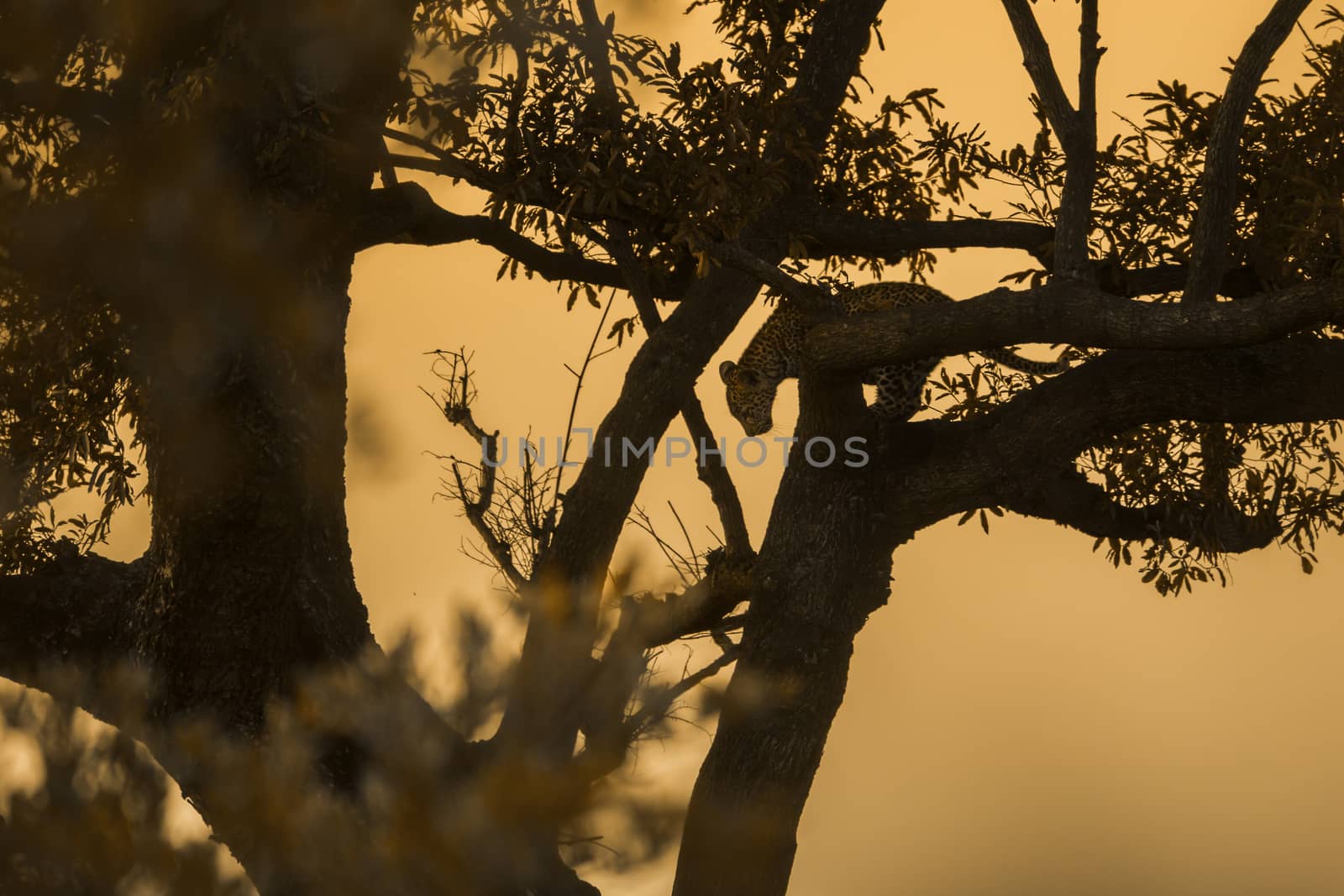 Young Leopard silhouette at sunset in Kruger National park, South Africa ; Specie Panthera pardus family of Felidae