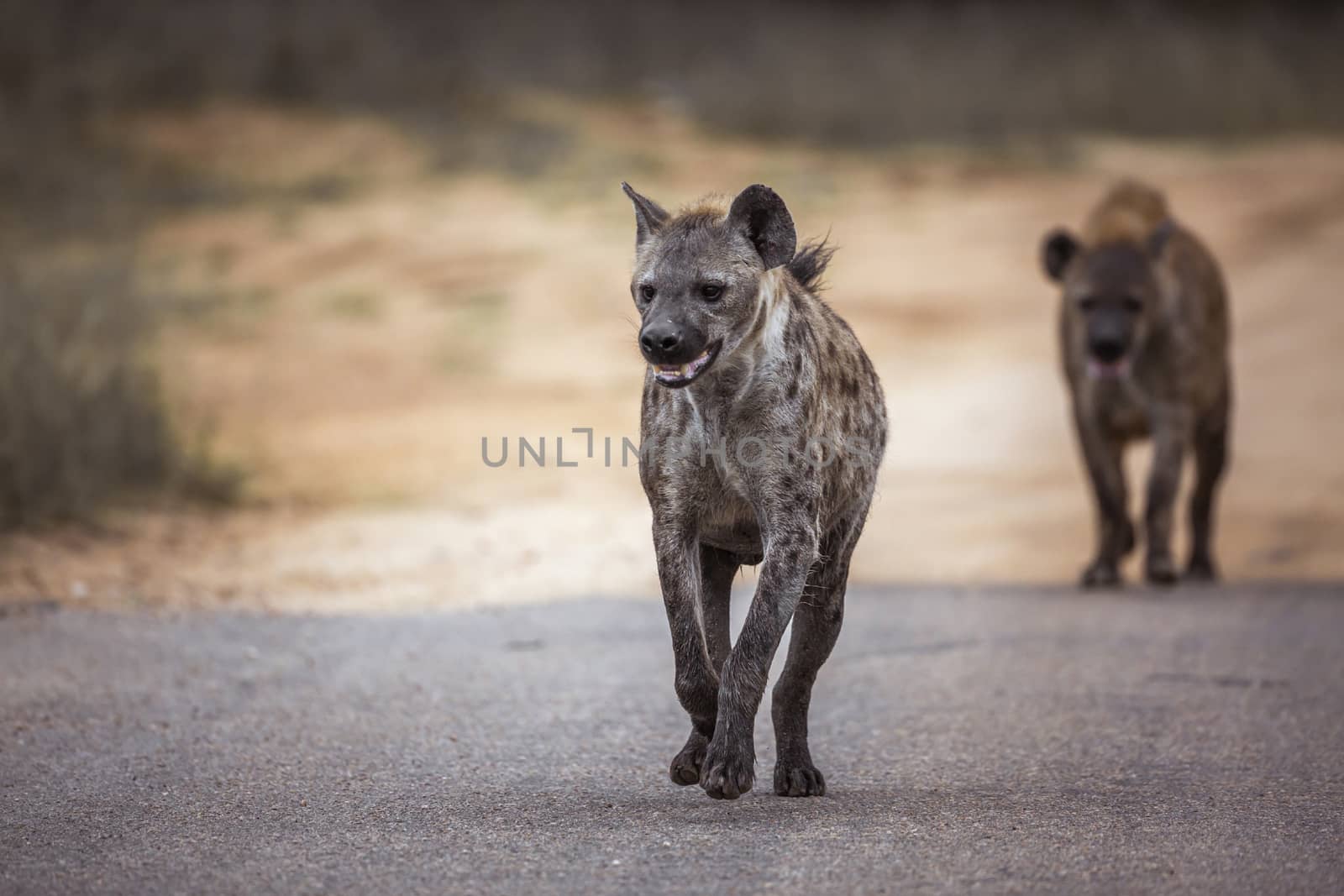 Spotted hyaena in Kruger National park, South Africa by PACOCOMO