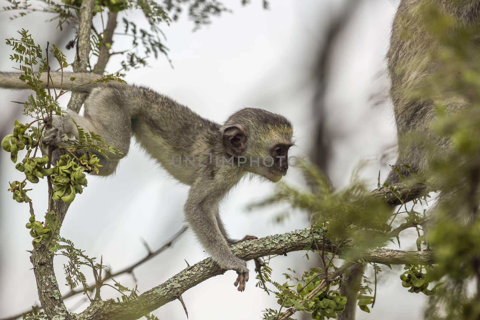 Vervet monkey in Kruger National park, South Africa by PACOCOMO