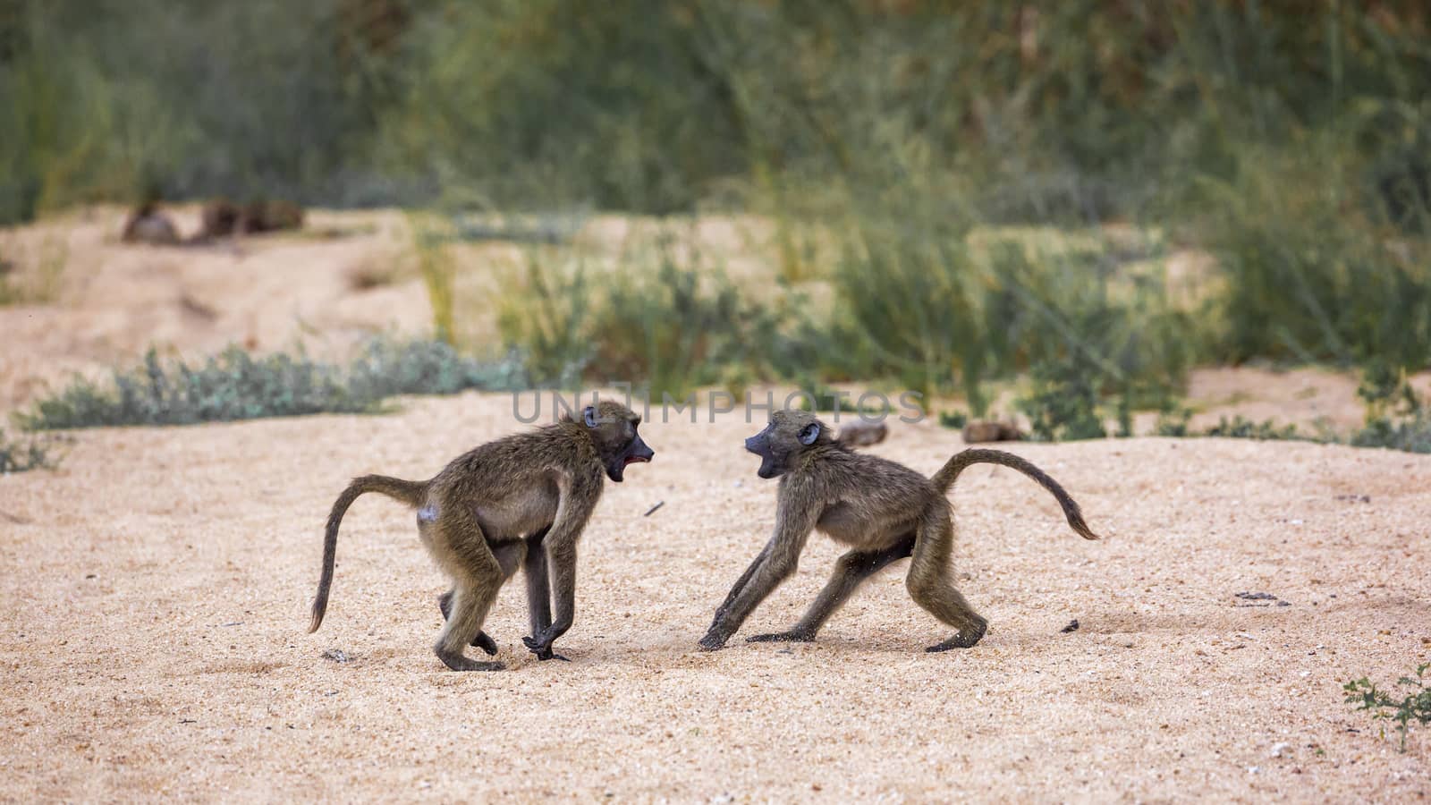 Chacma baboon in Kruger National park, South Africa by PACOCOMO