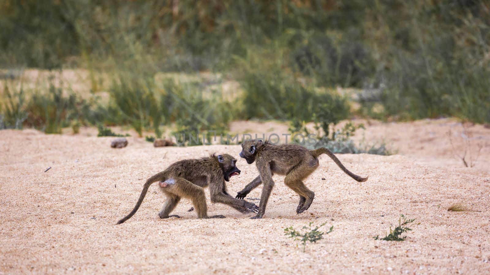 Chacma baboon in Kruger National park, South Africa by PACOCOMO