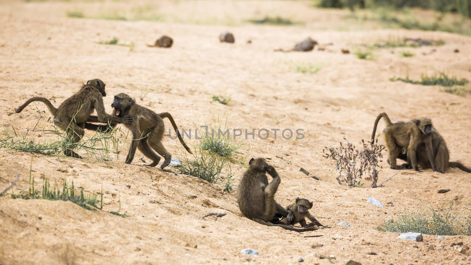 Small group of Chacma baboon playing in riverbank in Kruger National park, South Africa ; Specie Papio ursinus family of Cercopithecidae