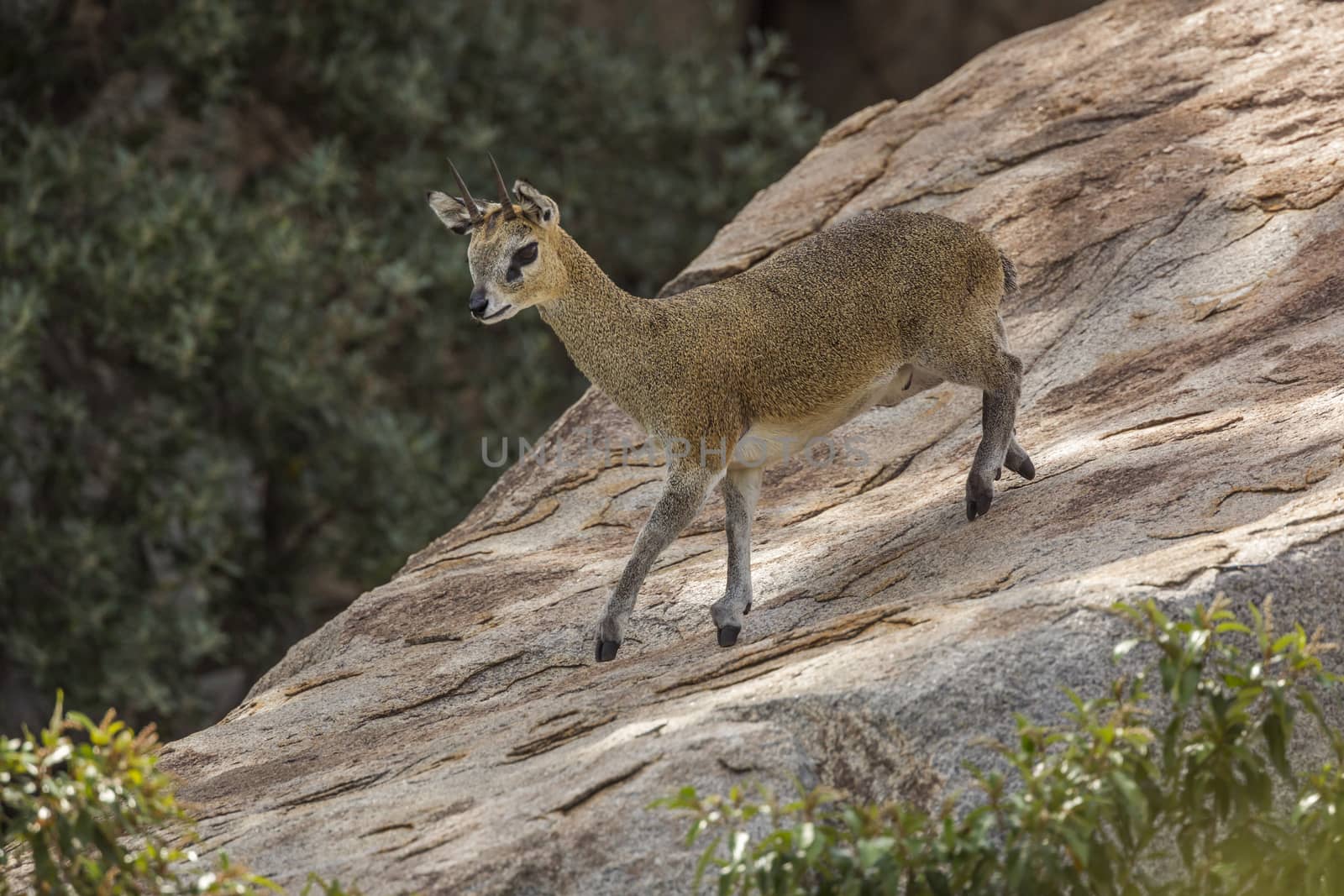 Klipspringer in Kruger National park, South Africa by PACOCOMO