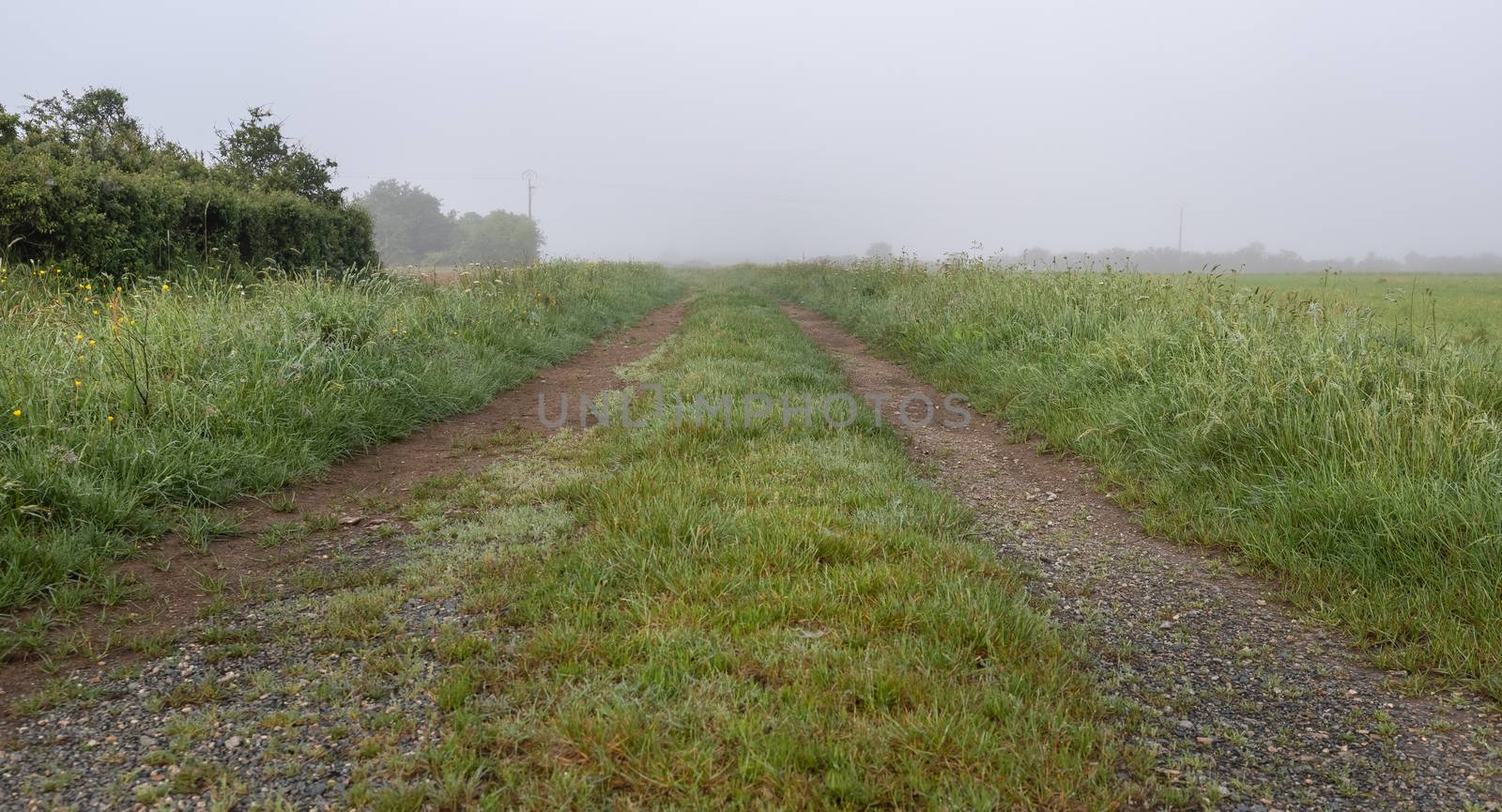 dirt road in the morning dew with fog and wet hedgerows by AtlanticEUROSTOXX