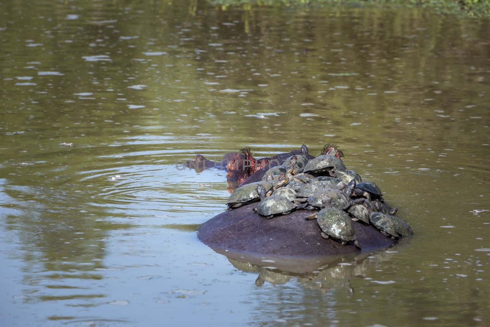 Hippopotamus in Kruger National park, South Africa by PACOCOMO