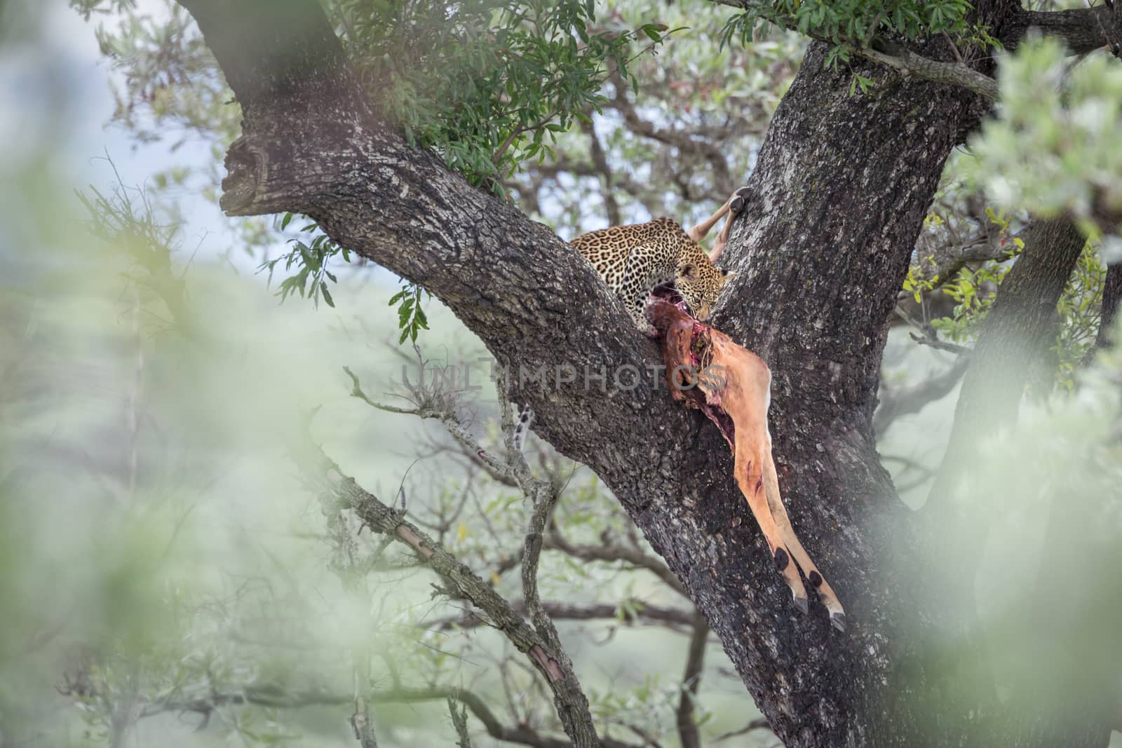 Leopard in Kruger National park, South Africa by PACOCOMO