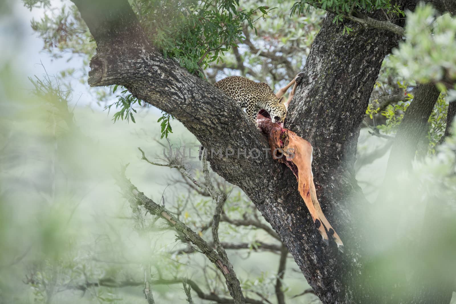 Young Leopard eating a prey in a tree in Kruger National park, South Africa ; Specie Panthera pardus family of Felidae