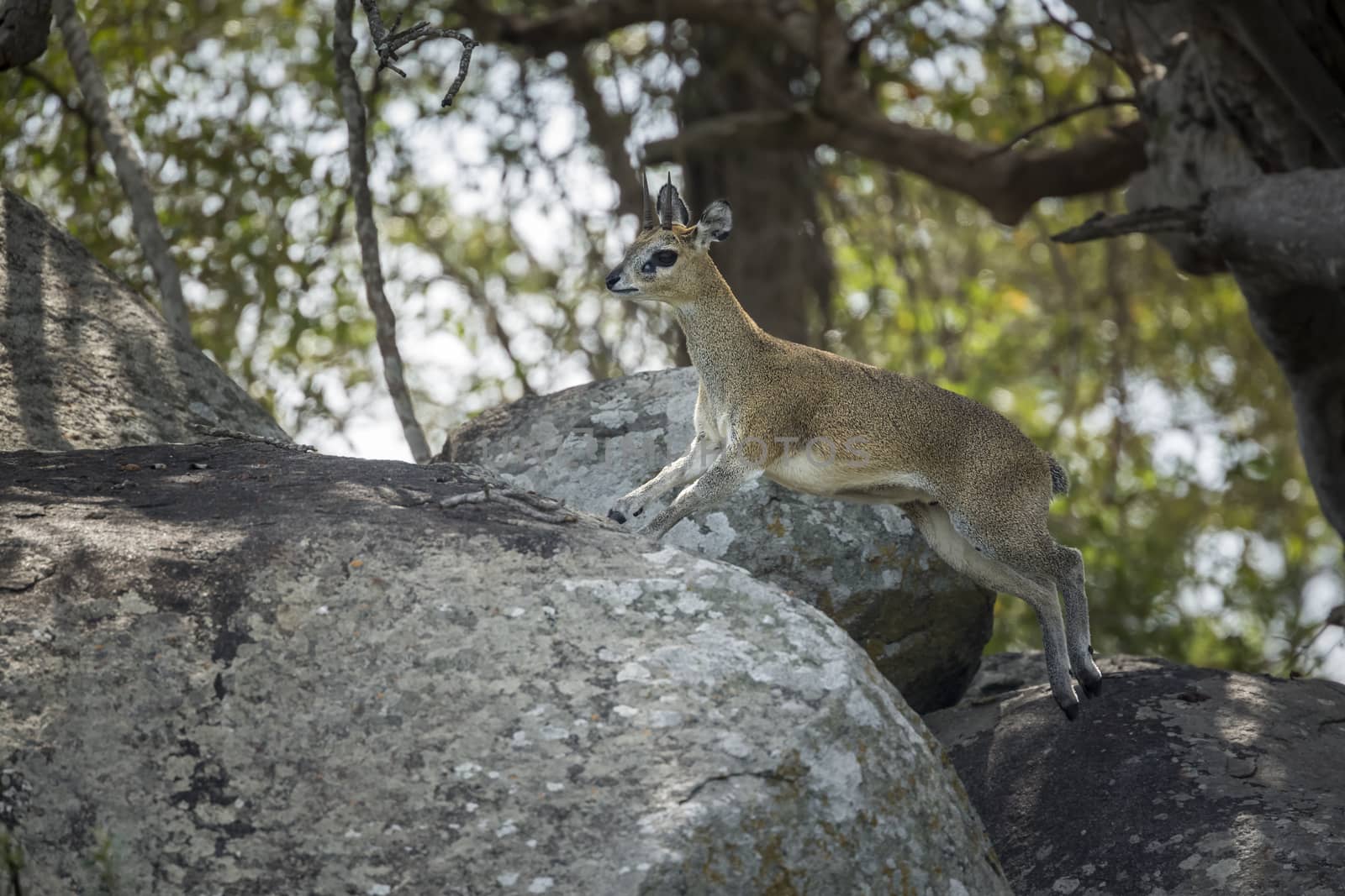 Klipspringer in Kruger National park, South Africa by PACOCOMO