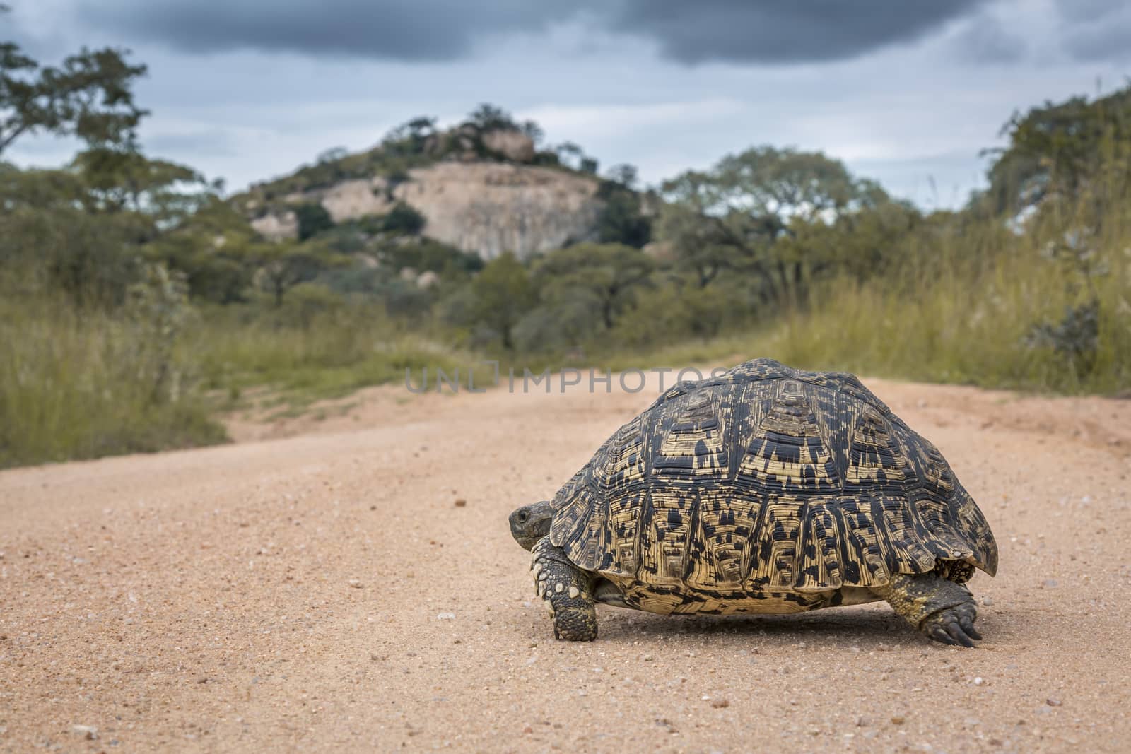 Leopard tortoise in Kruger National park, South Africa by PACOCOMO