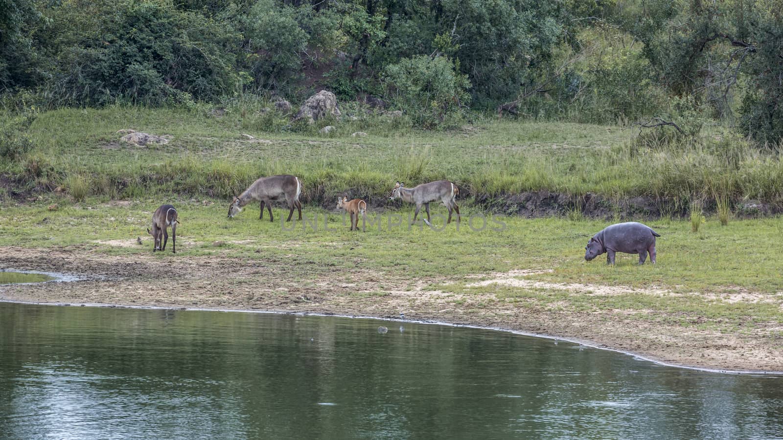 Hippopotamus and waterbuck grazing in lakeside in Kruger National park, South Africa ; Specie Hippopotamus amphibius family of Hippopotamidae