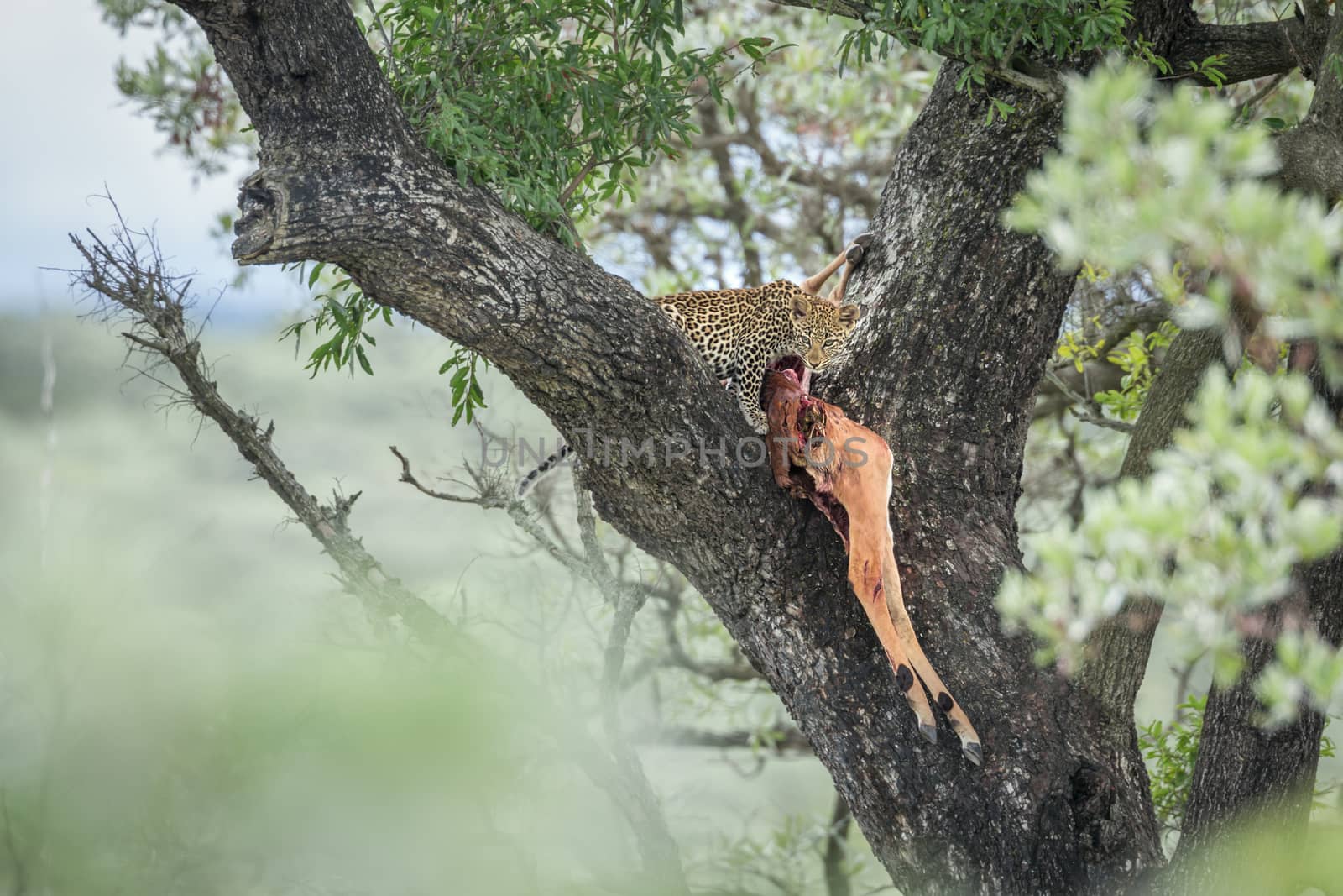 Young Leopard eating a prey in a tree in Kruger National park, South Africa ; Specie Panthera pardus family of Felidae