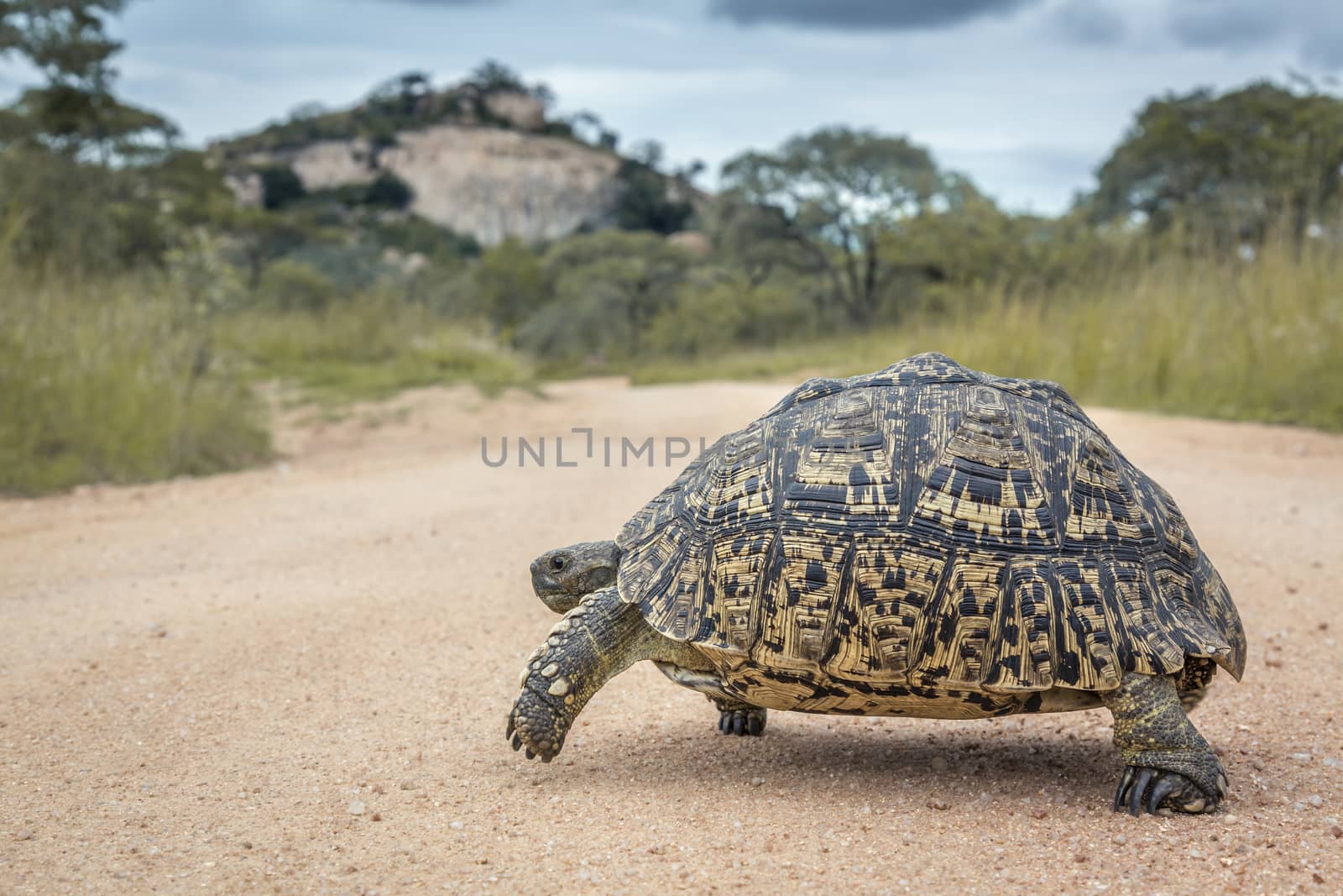 Leopard tortoise in Kruger National park, South Africa by PACOCOMO