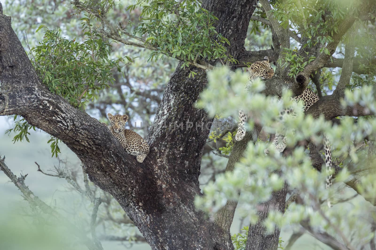 Young Leopard and mother lying down in a tree in Kruger National park, South Africa ; Specie Panthera pardus family of Felidae