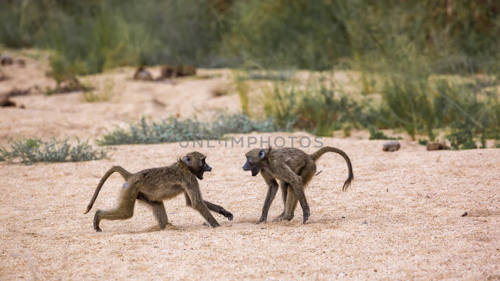 Chacma baboon in Kruger National park, South Africa by PACOCOMO