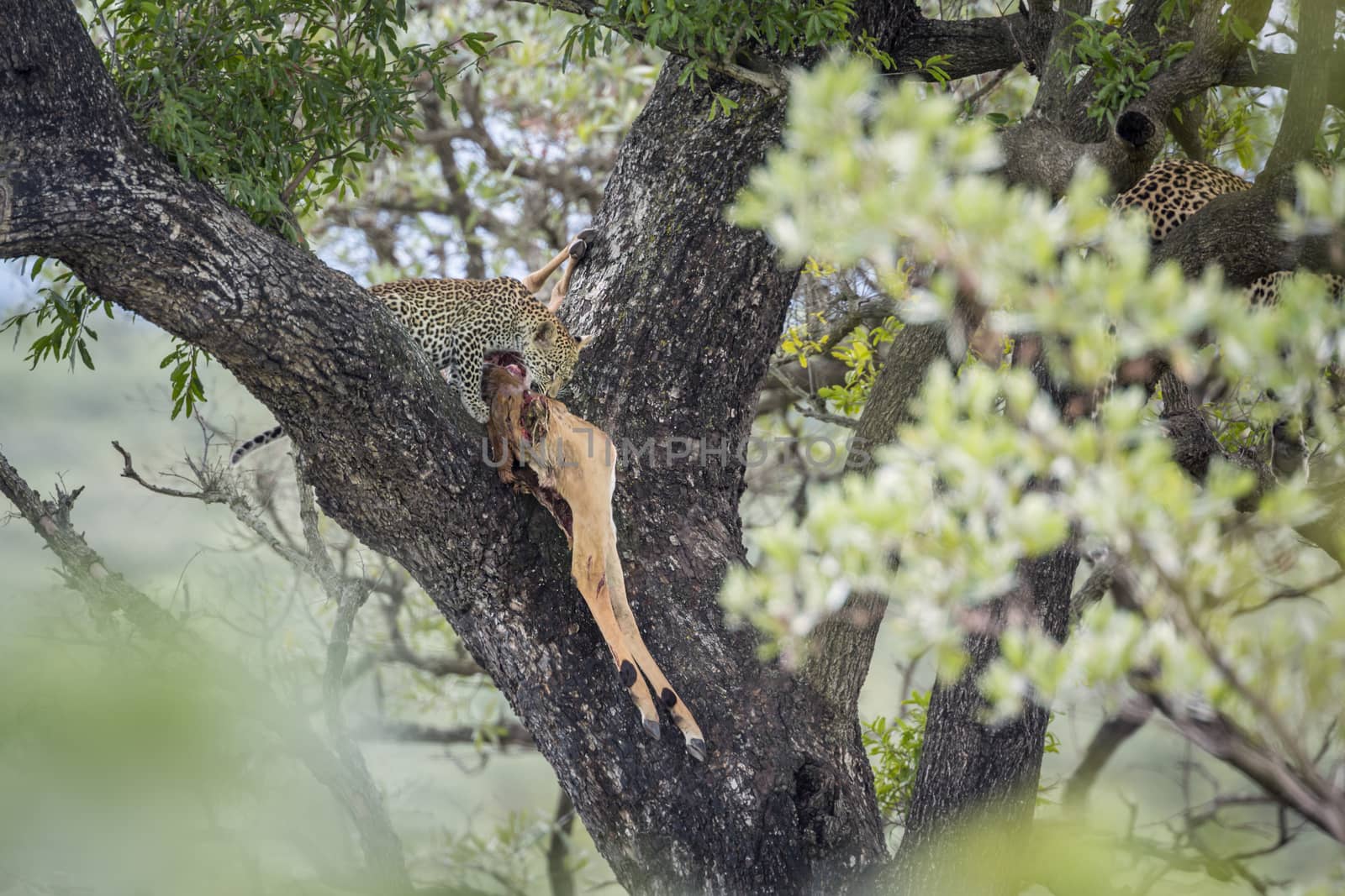 Young Leopard eating a prey in a tree in Kruger National park, South Africa ; Specie Panthera pardus family of Felidae