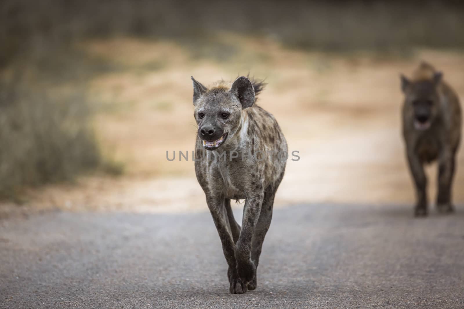 Two Spotted hyaena running in front view in Kruger National park, South Africa ; Specie Crocuta crocuta family of Hyaenidae