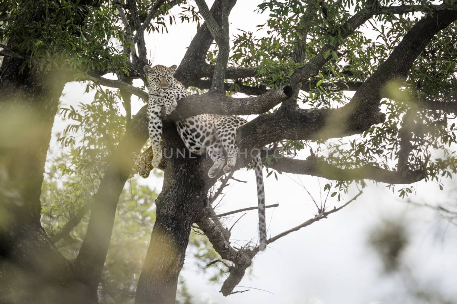 Leopard in Kruger National park, South Africa by PACOCOMO