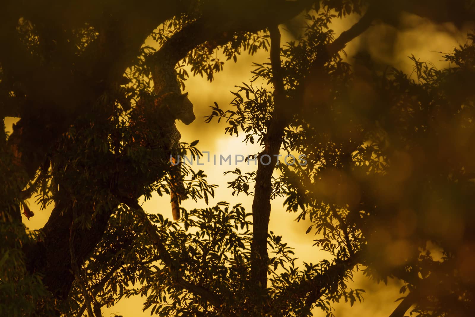 Silhouette of Leopard at sunset in Kruger National park, South Africa ; Specie Panthera pardus family of Felidae