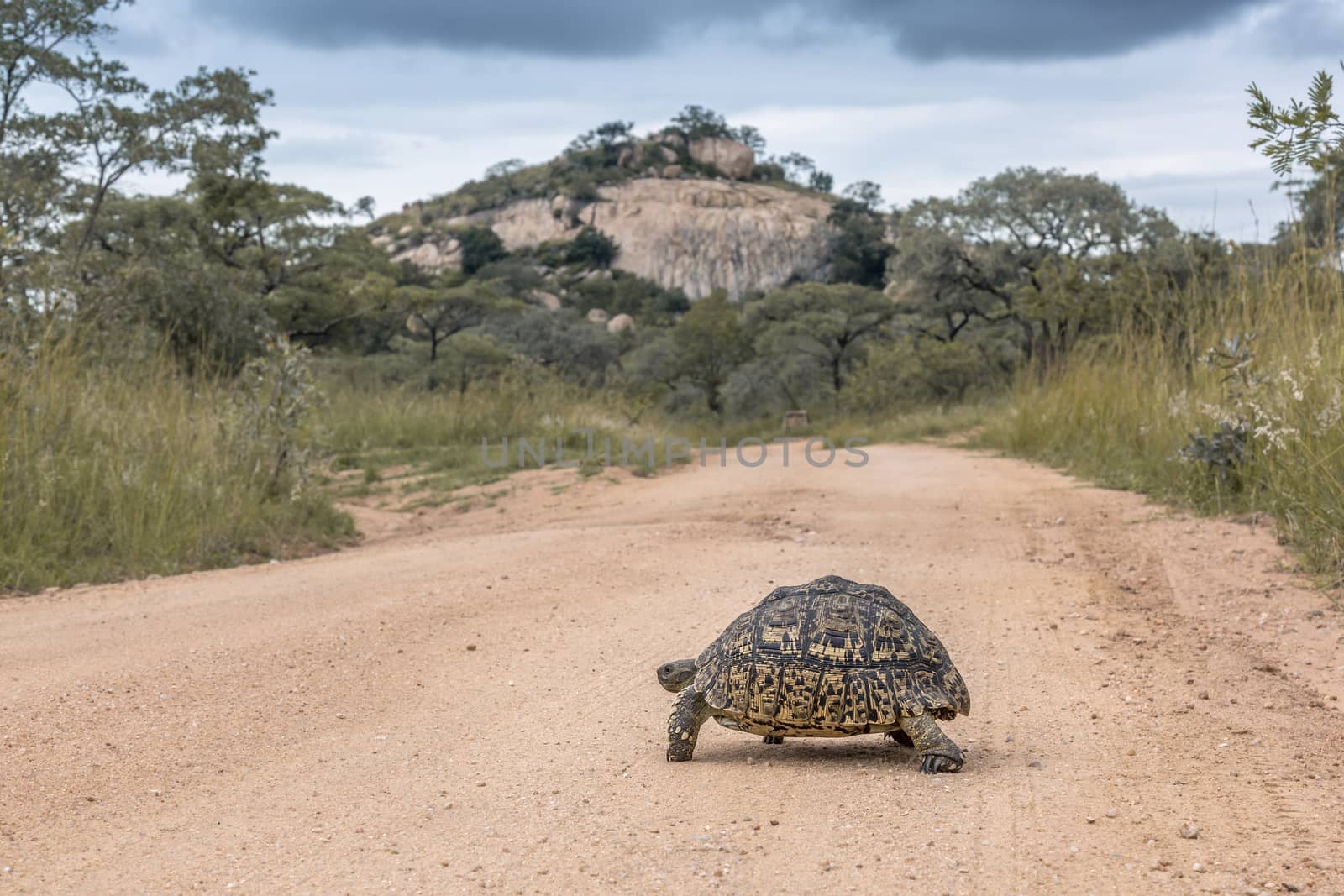 Leopard tortoise Crossing safari gravel road in Kruger National park, South Africa ; Specie Stigmochelys pardalis family of Testudinidae