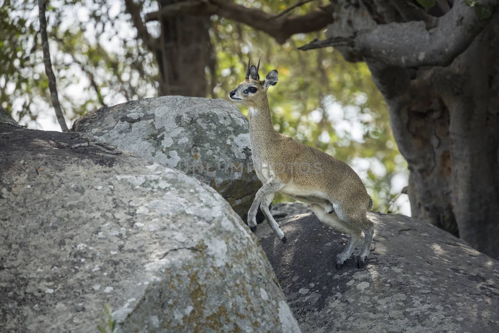 Klipspringer jumping on a rock in Kruger National park, South Africa ; Specie Oreotragus oreotragus family of Bovidae