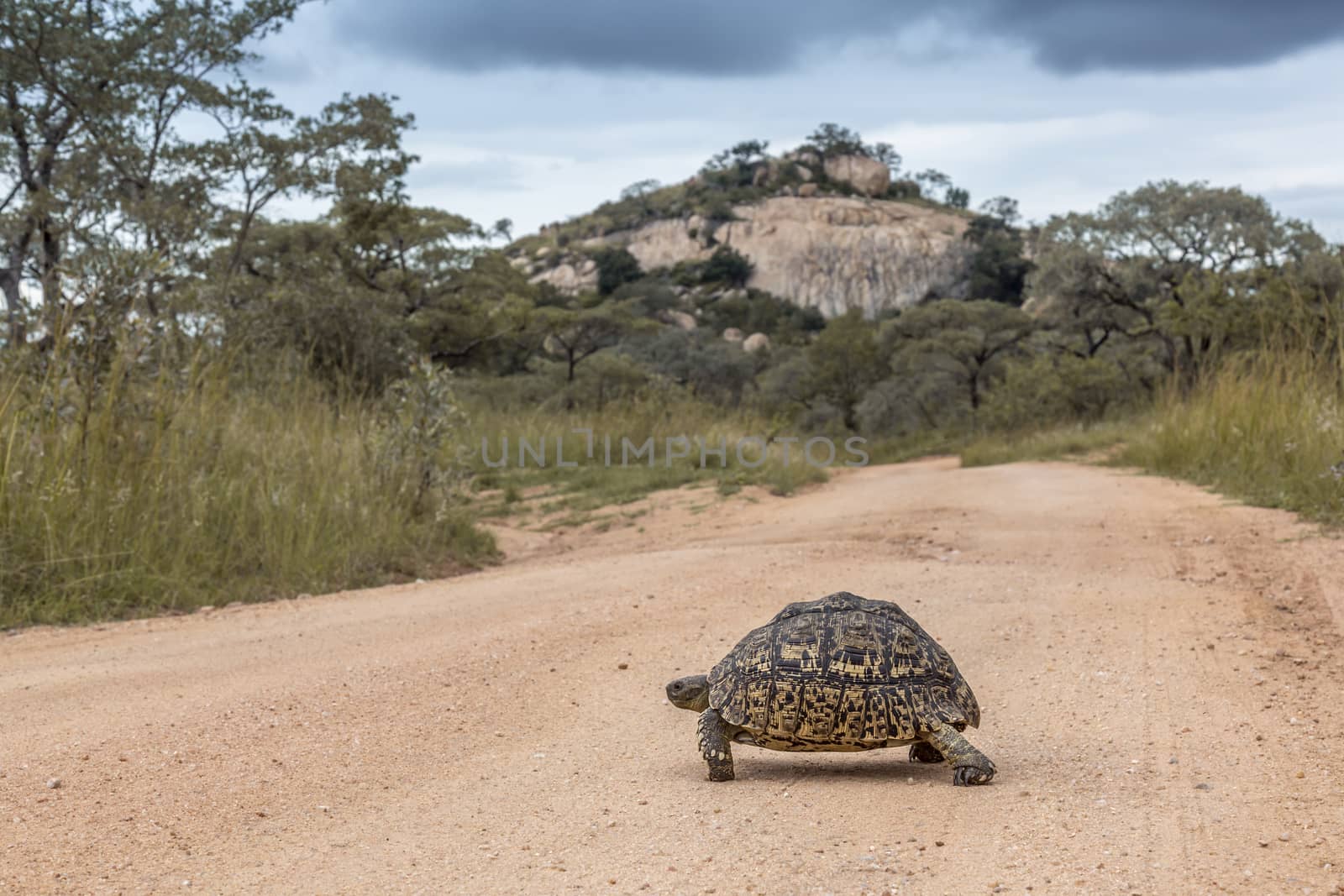Leopard tortoise Crossing safari gravel road in Kruger National park, South Africa ; Specie Stigmochelys pardalis family of Testudinidae