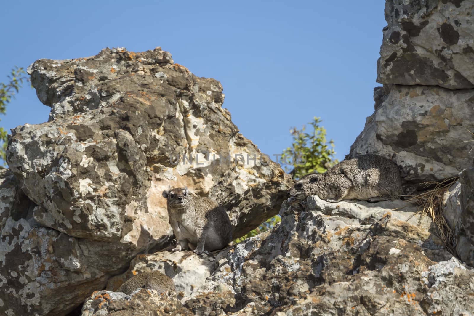 Two Rock hyrax in their habitat in Kruger National park, South Africa ; Specie Procavia capensis family of Procaviidae