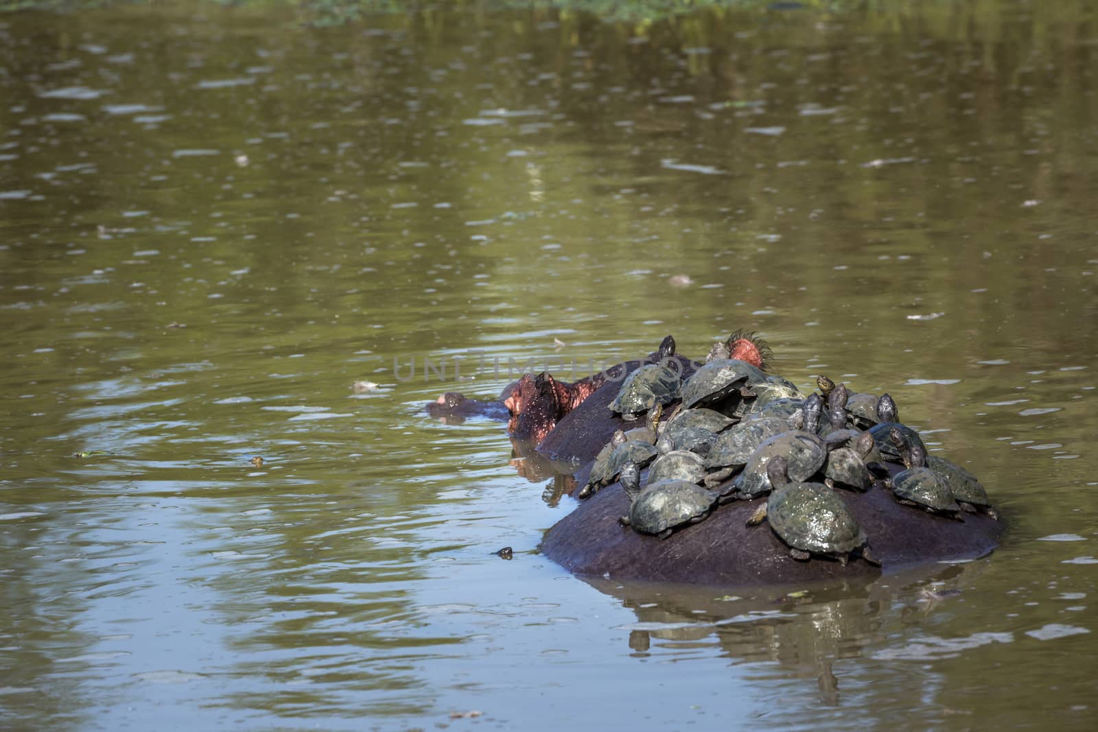 Hippopotamus in Kruger National park, South Africa by PACOCOMO