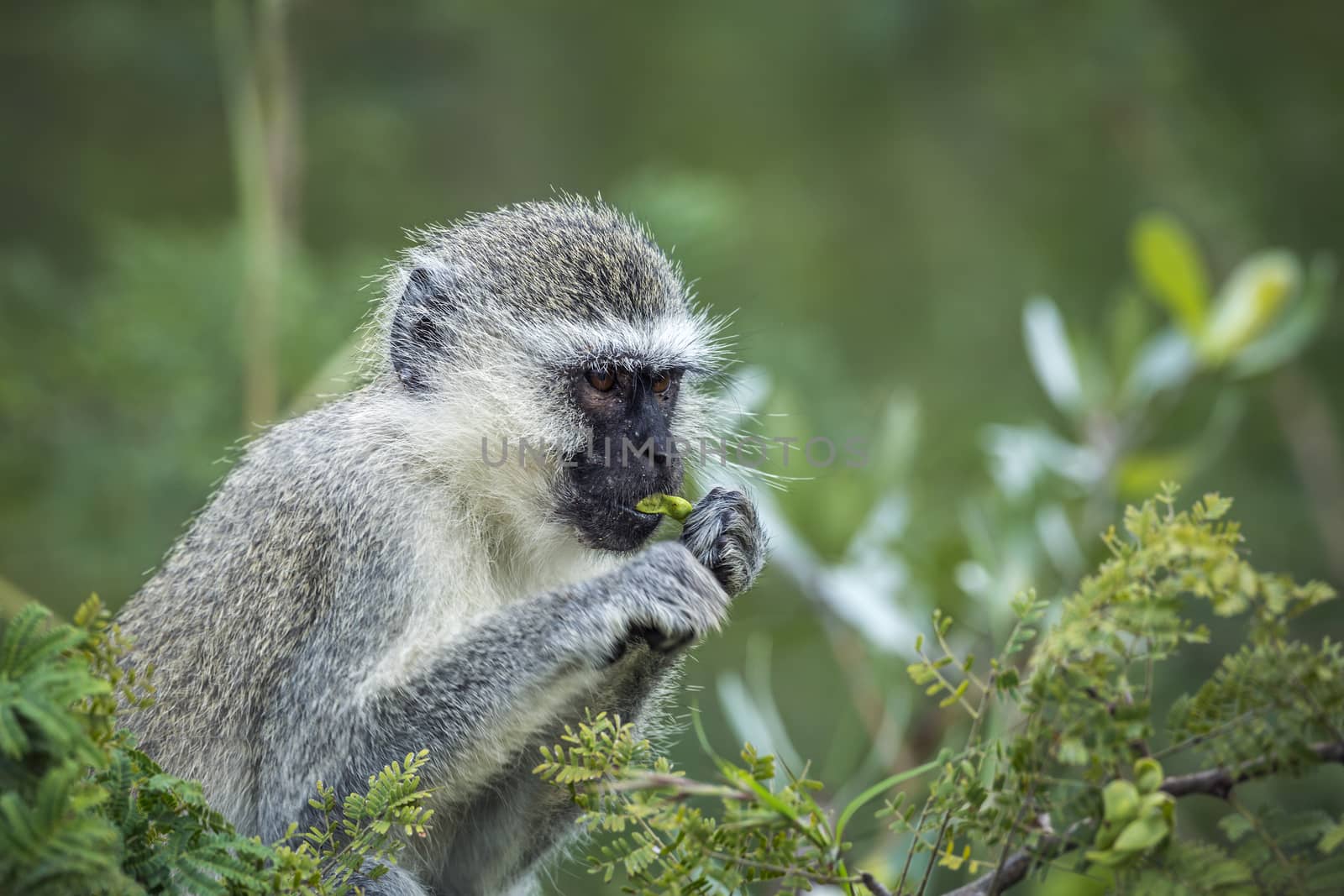 Vervet monkey in Kruger National park, South Africa by PACOCOMO