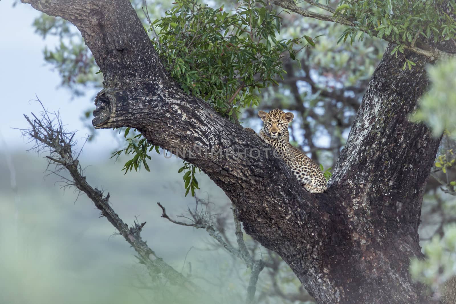 Leopard in Kruger National park, South Africa by PACOCOMO