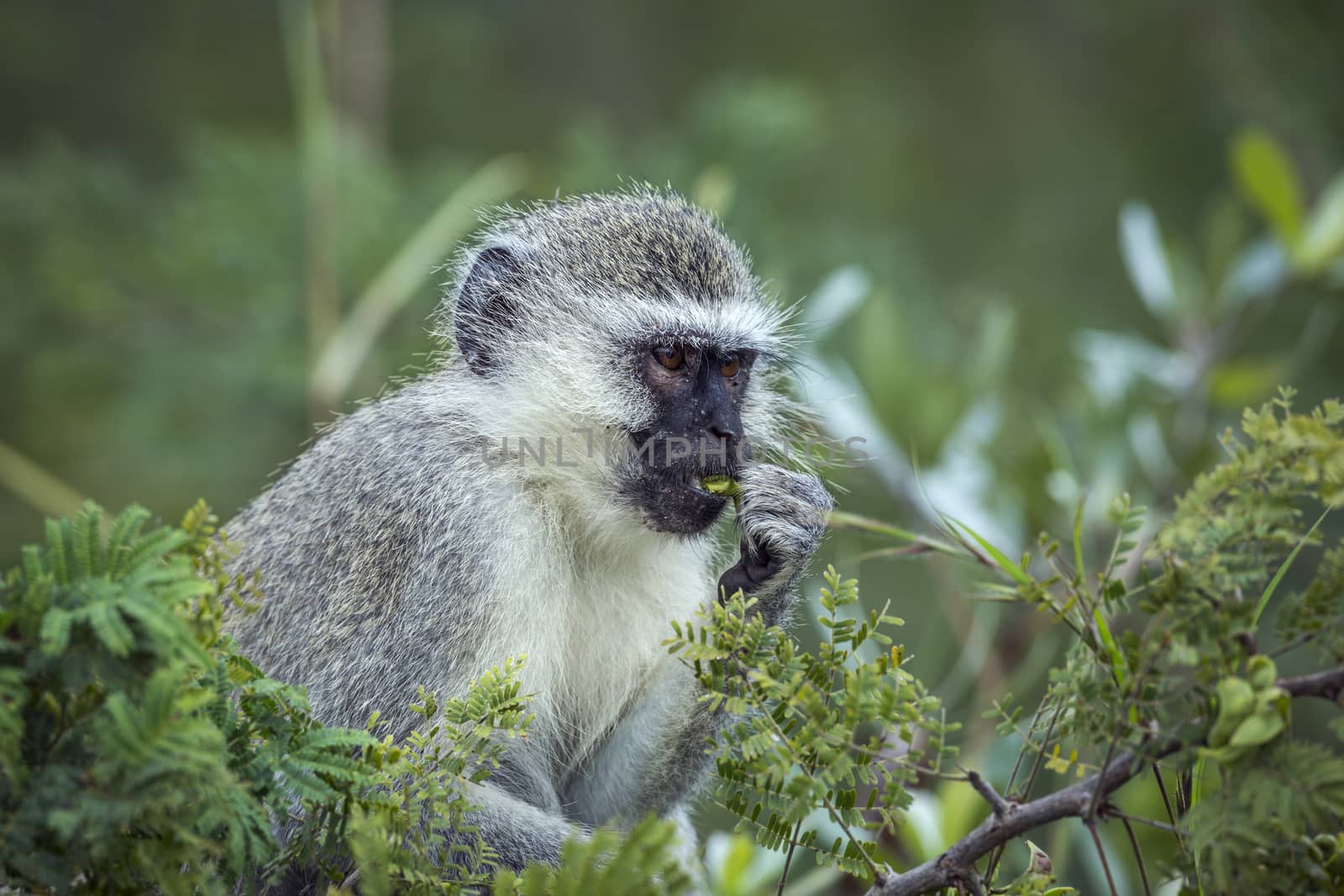 Vervet monkey in Kruger National park, South Africa by PACOCOMO