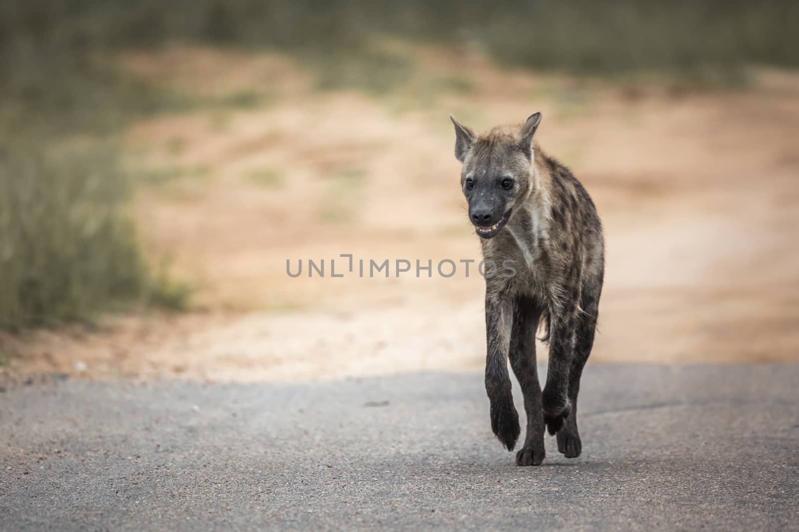 Spotted hyaena running in front view in Kruger National park, South Africa ; Specie Crocuta crocuta family of Hyaenidae