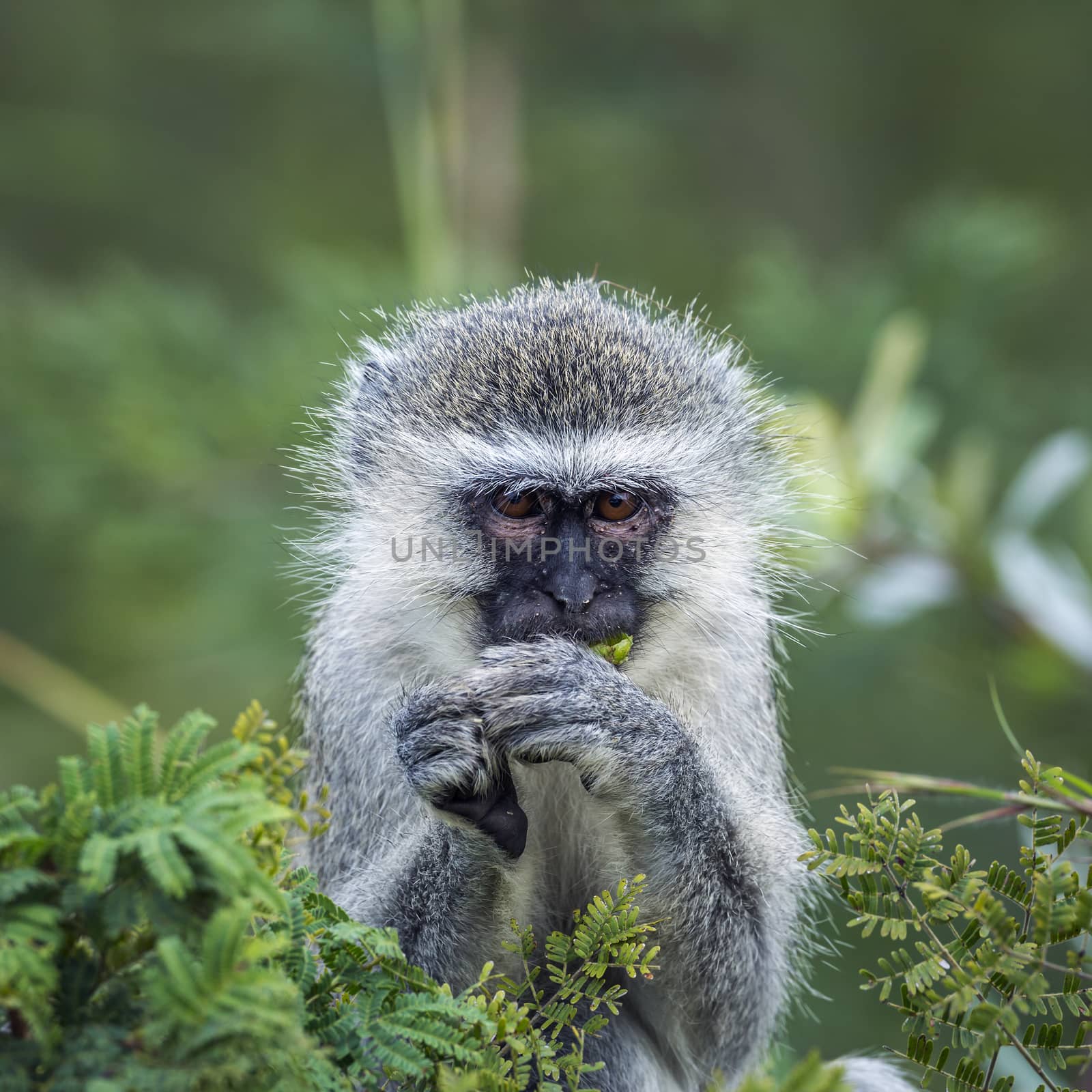 Vervet monkey in Kruger National park, South Africa by PACOCOMO