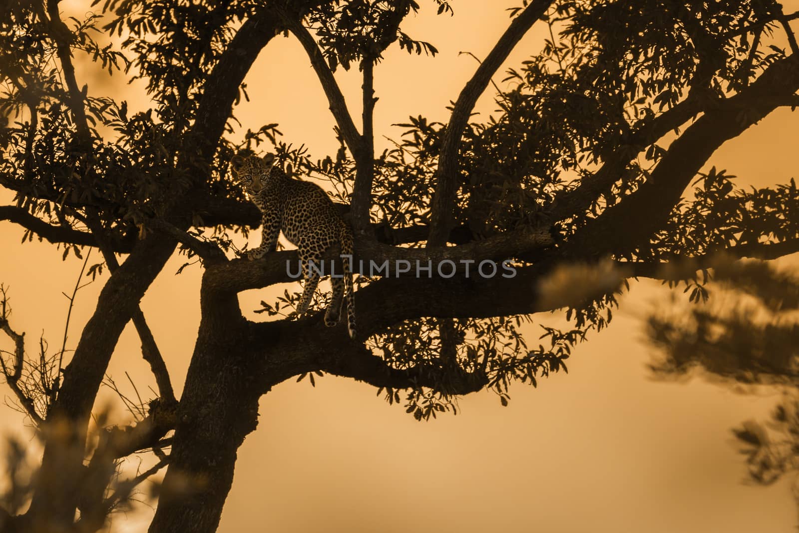 Young Leopard silhouette at sunset in Kruger National park, South Africa ; Specie Panthera pardus family of Felidae