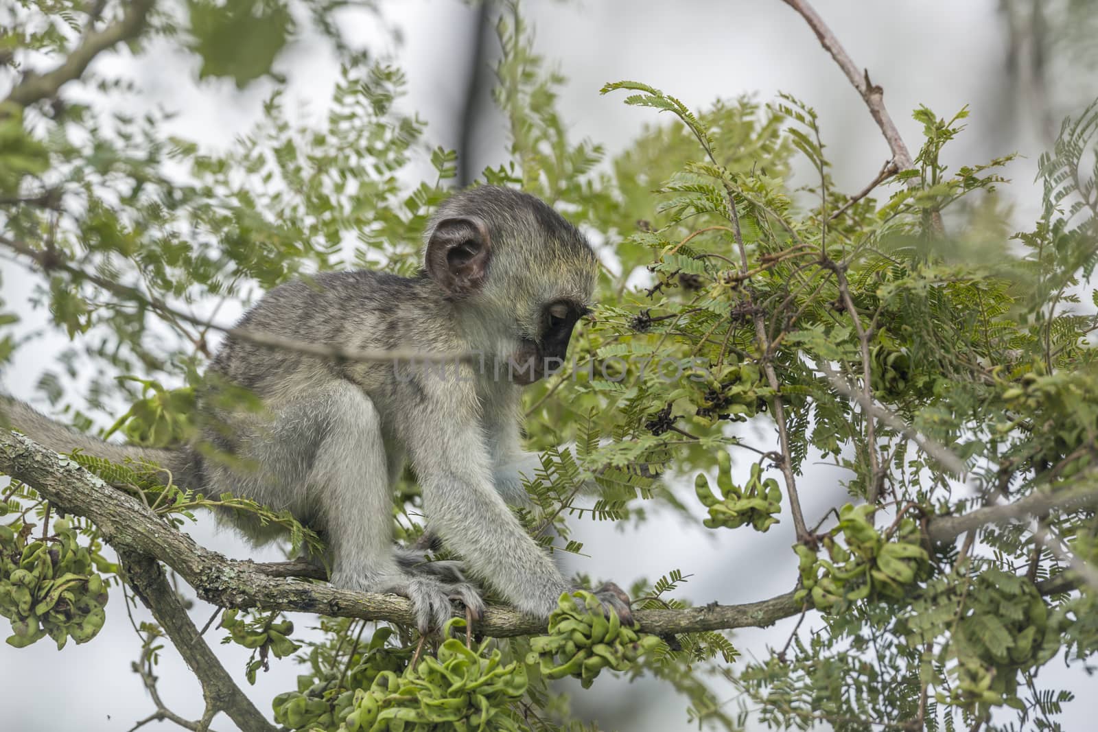 Vervet monkey in Kruger National park, South Africa by PACOCOMO