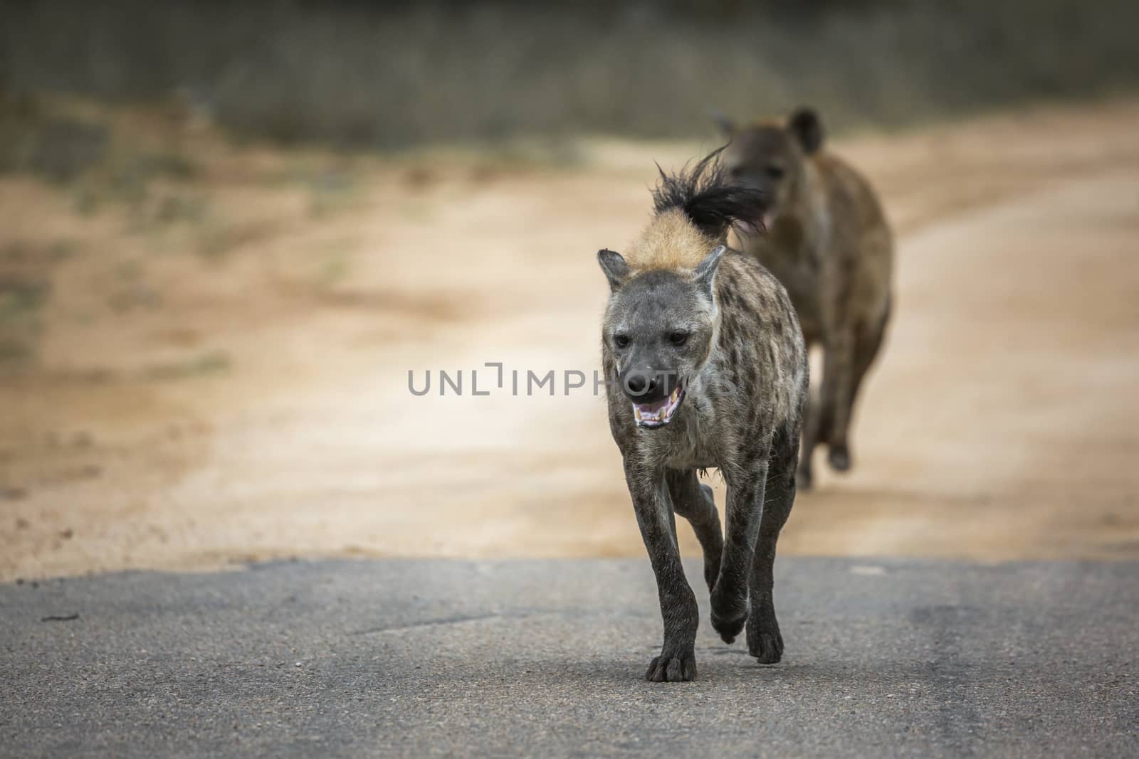 Spotted hyaena running in front view in Kruger National park, South Africa ; Specie Crocuta crocuta family of Hyaenidae