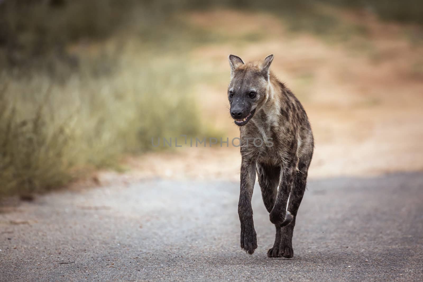 Spotted hyaena running in front view in Kruger National park, South Africa ; Specie Crocuta crocuta family of Hyaenidae