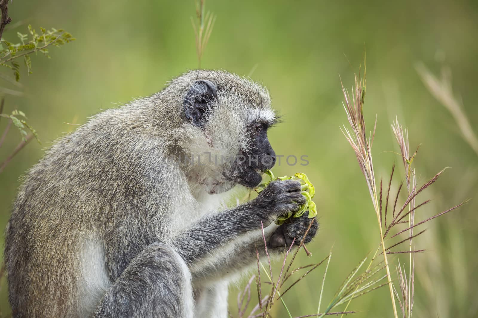 Vervet monkey eating plants in Kruger National park, South Africa ; Specie Chlorocebus pygerythrus family of Cercopithecidae